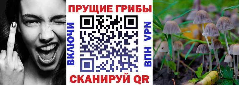kraken маркетплейс купить наркотик Салаир Галлюциногенные грибы Magic Shrooms